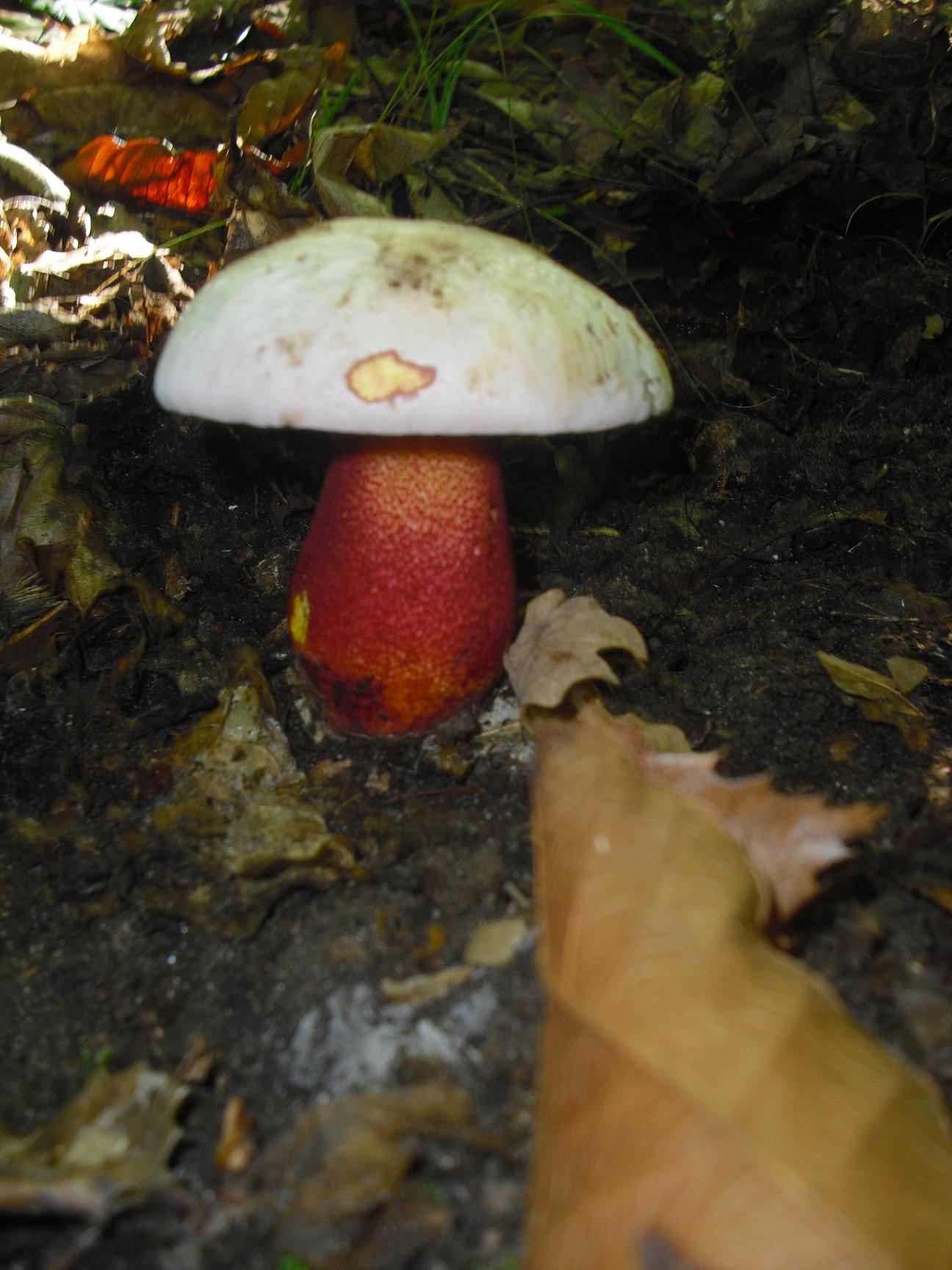 Finalmente dopo tanta acqua arrivano i funghi in Sicilia!